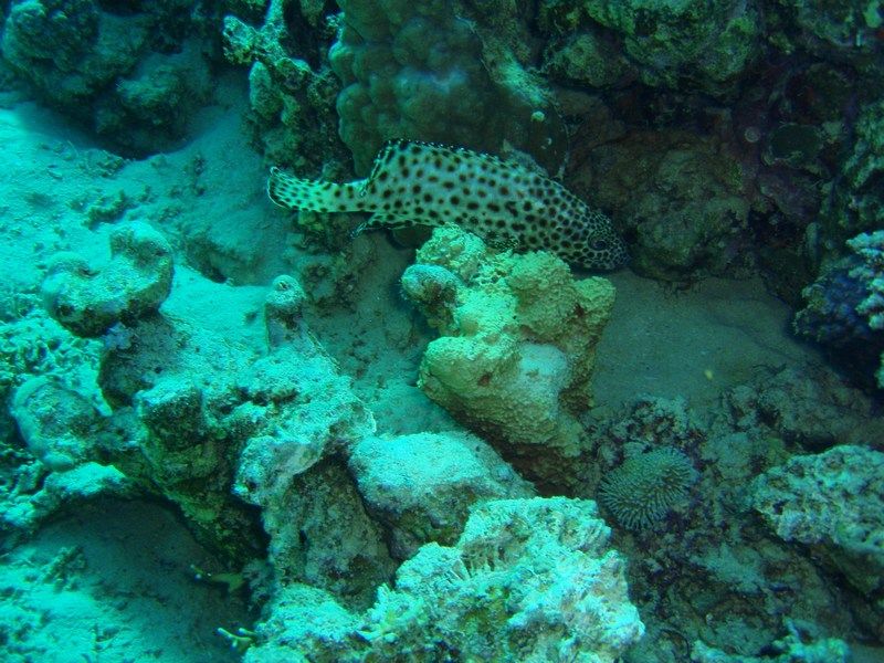 Marsa Alam 03.jpg